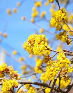 Cornus mas - Cornouiller mâle - En fleurs