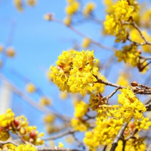 Cornus mas - Cornouiller mâle - En fleurs