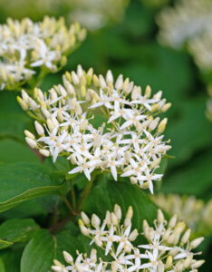 Cornus sanguinea - Cornouiller sanguin - inflorescence