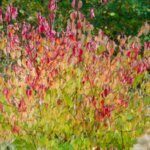 Cornus sanguinea - Cornouiller sanguin - Vue d'ensemble