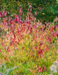 Cornus sanguinea - Cornouiller sanguin - Vue d'ensemble