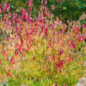 Cornus sanguinea - Cornouiller sanguin - Vue d'ensemble
