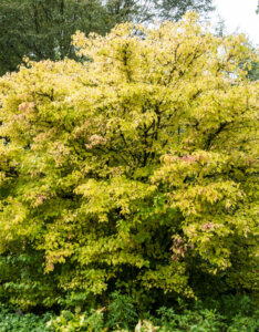 Cornus sanguinea Midwinter Fire - Cornouillier sanguin - feuillage automnal