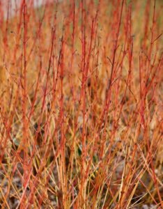 Cornus sanguinea Midwinter Fire - Cornouillier sanguin - bois