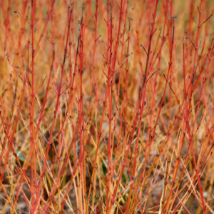 Cornus sanguinea Midwinter Fire - Cornouillier sanguin - bois