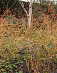 Cornus sanguinea Winter Beauty - Cornouillier sanguin - bois