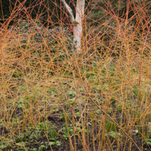 Cornus sanguinea Winter Beauty - Cornouillier sanguin - bois