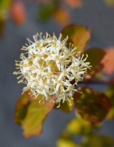 Cornus sanguinea Winter Beauty - Cornouillier sanguin - inflorescence
