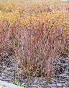 Cornus sericea Kelseyi - Cornouiller stolonifère nain - vue d'ensemble