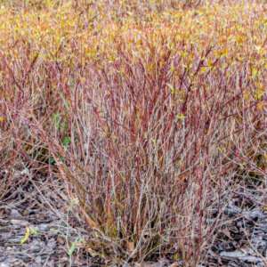 Cornus sericea Kelseyi - Cornouiller stolonifère nain - vue d'ensemble