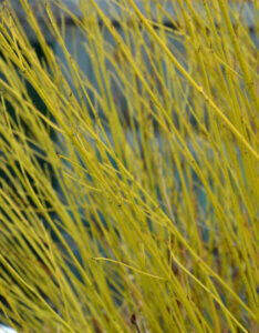 Cornus stolonifera Flaviramea - Cornouiller à bois jaune - bois