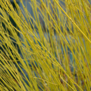 Cornus stolonifera Flaviramea - Cornouiller à bois jaune - bois