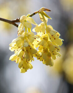 Corylopsis pauciflora - Faux noisetier - Inflorescences