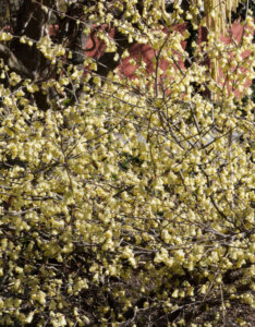 Corylopsis pauciflora - Faux noisetier - vue d'ensemble