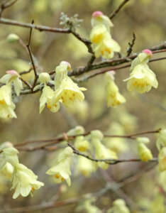 Corylopsis pauciflora - Faux noisetier - fleurs