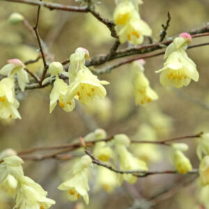 Corylopsis pauciflora - Faux noisetier - fleurs