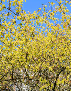 Corylopsis spicata - Noisetier du Japon - Vue d'ensemble