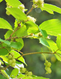 Corylopsis spicata - Noisetier du Japon - feuillage et fructification