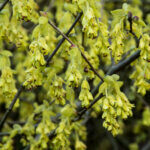 Corylopsis spicata - Noisetier du Japon - fleurs