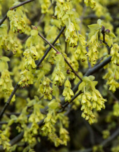 Corylopsis spicata - Noisetier du Japon - fleurs