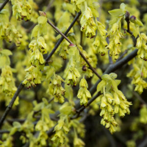 Corylopsis spicata - Noisetier du Japon - fleurs