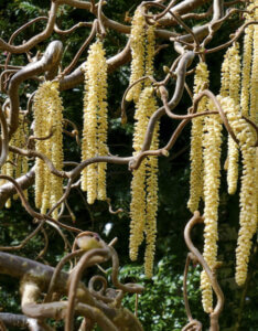 Corylus avellana Contorta - Noisetier tortueux - Bois et chatons