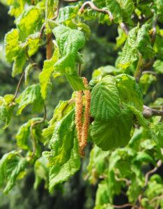 Corylus avellana Contorta - Noisetier tortueux - feuillage