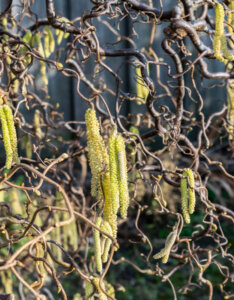 Corylus avellana Contorta - Noisetier tortueux - bois et inflorescences