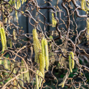 Corylus avellana Contorta - Noisetier tortueux - bois et inflorescences