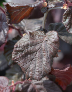Corylus avellana Red Majestic - Noisetier tortueux pourpre - feuillage