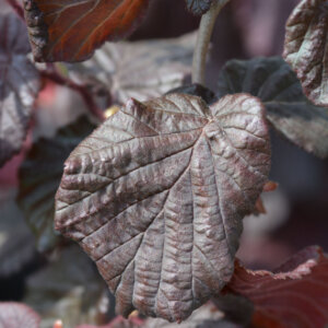Corylus avellana Red Majestic - Noisetier tortueux pourpre - feuillage