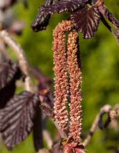 Corylus avellana Red Majestic - Noisetier tortueux pourpre - inflorescence