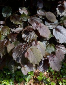 Corylus maxima Purpurea - Noisetier pourpre - feuillage