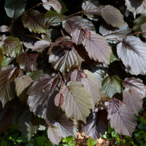 Corylus maxima Purpurea - Noisetier pourpre - feuillage
