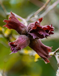 Corylus maxima Purpurea - Noisetier pourpre - fruits