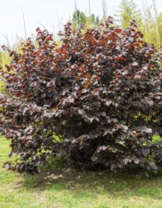 Corylus maxima Purpurea - Noisetier pourpre - Vue d'ensemble