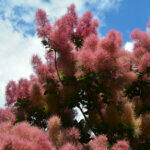 Cotinus coggygria Dusky Maiden - Arbre à Perruques - inflorescences