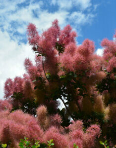 Cotinus coggygria Dusky Maiden - Arbre à Perruques - inflorescences