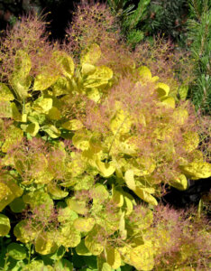 Cotinus coggygria Golden Spirit - Arbre à Perruques - inflorescences et feuillage