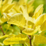 Cotinus coggygria Golden Spirit - Arbre à Perruques - feuillage