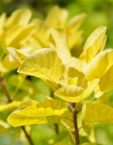 Cotinus coggygria Golden Spirit - Arbre à Perruques - feuillage