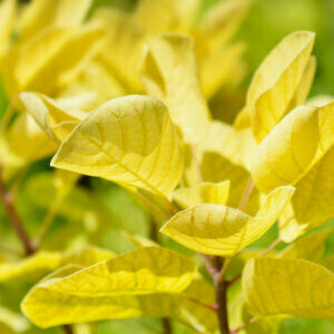 Cotinus coggygria Golden Spirit - Arbre à Perruques - feuillage