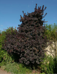 Cotinus coggygria Royal Purple - Arbre à Perruques - Vue d'ensemble