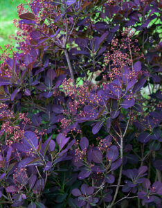 Cotinus coggygria Royal Purple - Arbre à Perruques - feuillage