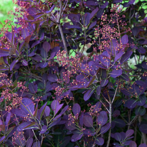 Cotinus coggygria Royal Purple - Arbre à Perruques - feuillage