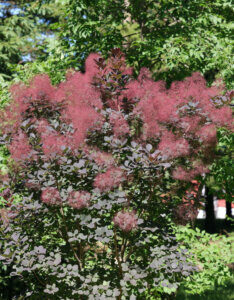 Cotinus coggygria Royal Purple - Arbre à Perruques - inflorescences