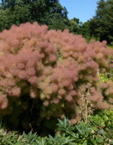 Cotinus coggygria Young Lady - Arbre à Perruques - vue d'ensemble