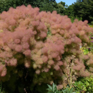 Cotinus coggygria Young Lady - Arbre à Perruques - vue d'ensemble