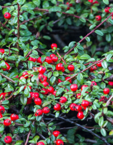 Cotoneaster dammeri - Cotoneaster de Dammer - fructification et feuillage
