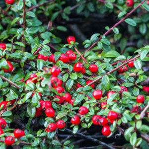 Cotoneaster dammeri - Cotoneaster de Dammer - fructification et feuillage